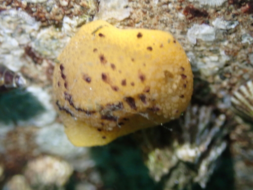 Doris montereyensis