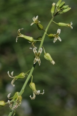 Caulanthus heterophyllus