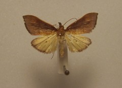 Udea daiclesalis