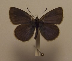 Zizina otis labradus