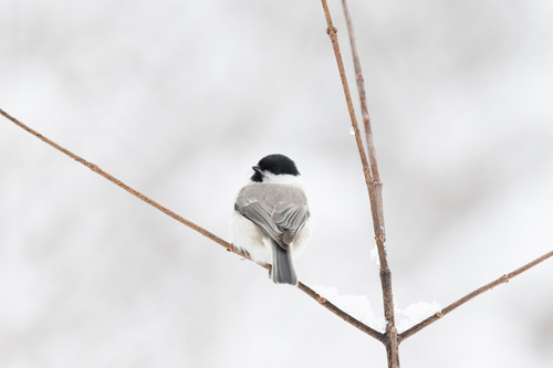 Poecile palustris hensoni