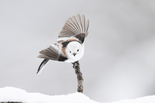 White-headed Long-tailed Tit