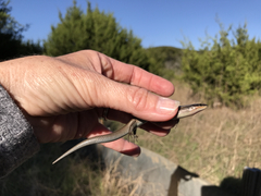 Plestiodon tetragrammus brevilineatus