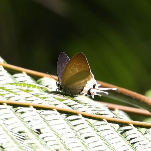 Ticherra acte staudingeri