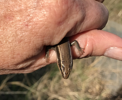Plestiodon tetragrammus brevilineatus