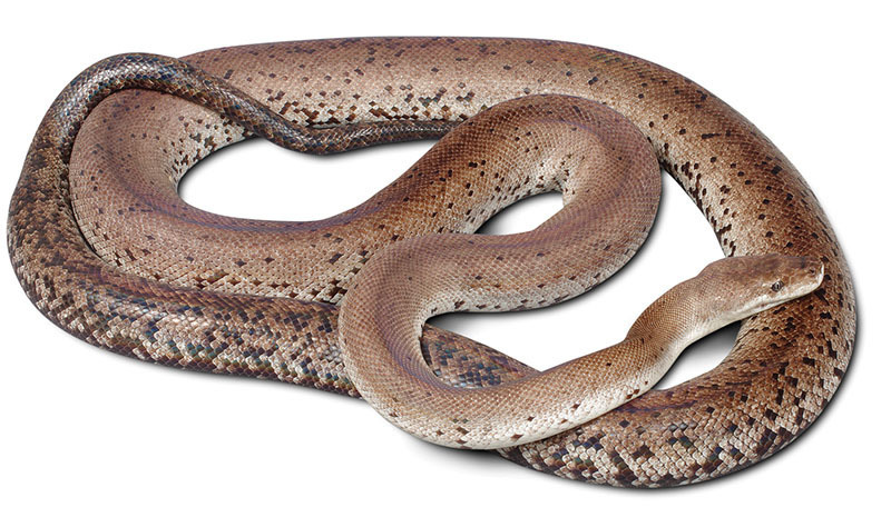 Freckled Python