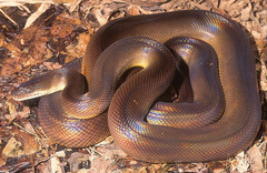 Brown Water Python photo 1