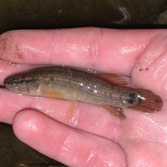 Umbra pygmaea