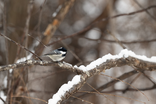 Coal Tit