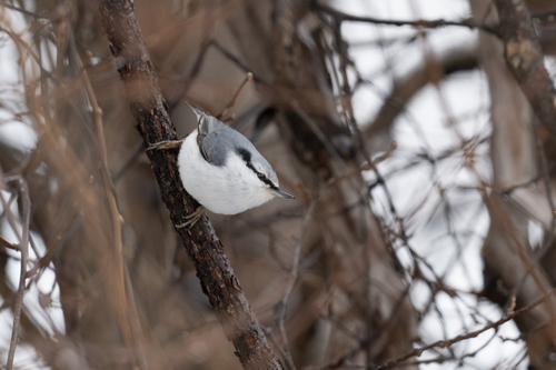 Hokkaido Nuthatch