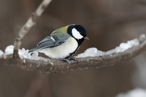 Japanese Tit