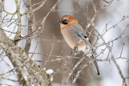 Far Eastern Jay