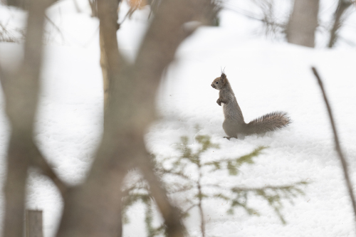 Japanese Red Squirrel