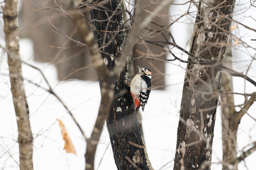 Great Spotted Woodpecker