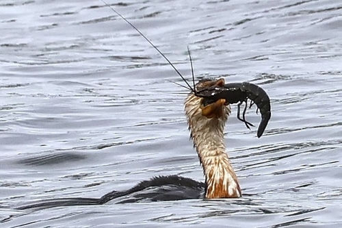 Little Pied Cormorant