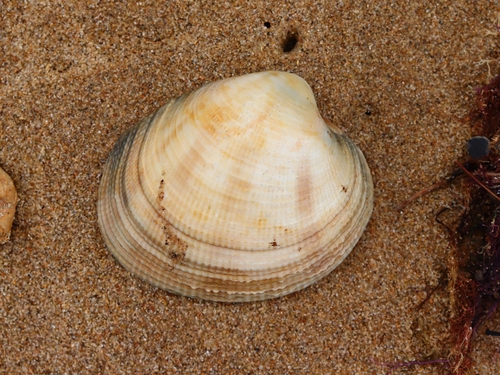 Antigona laqueata observed 2026-05-11