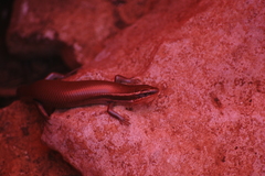 Plestiodon tetragrammus brevilineatus