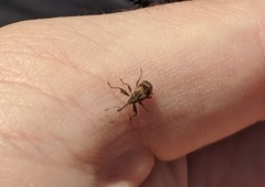 Anthonomus rectirostris