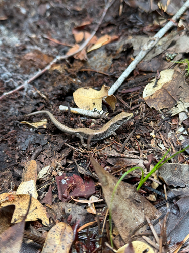 iNaturalist observation photo of Northern Alligator Lizard