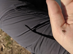 Anthonomus rectirostris