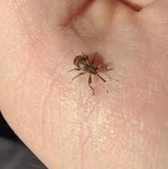 Anthonomus rectirostris