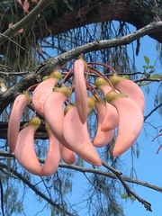 Erythrina mulungu