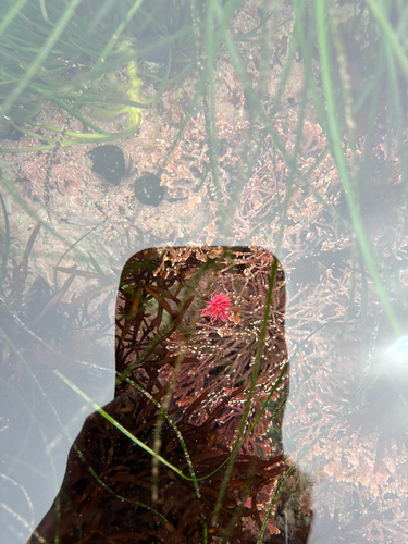 Ceratodoris rosacea