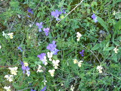 Viola etrusca