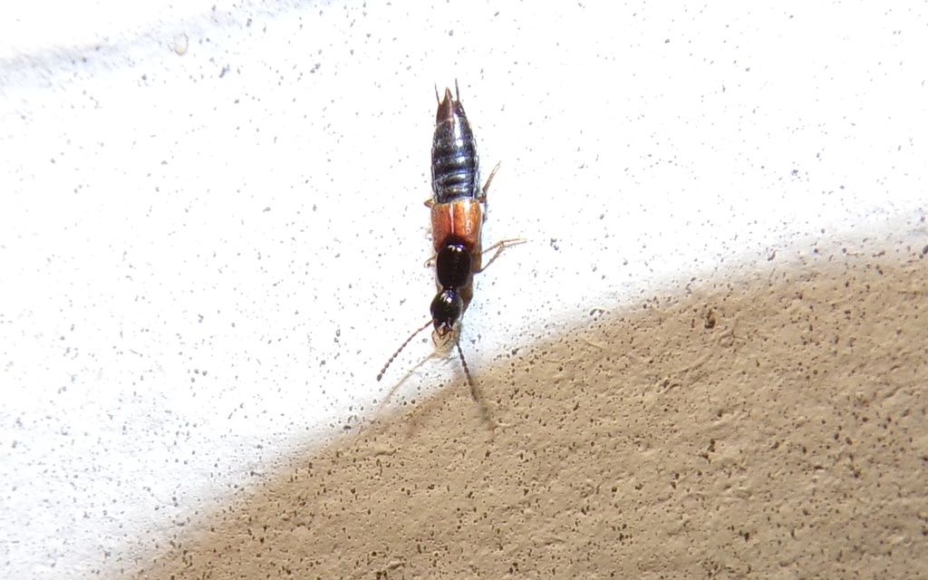 Philonthus rufulus