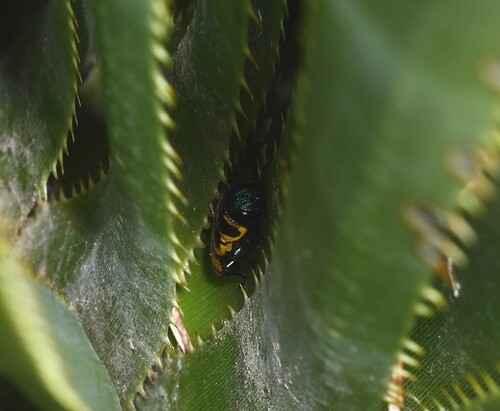 Thrincopyge alacris