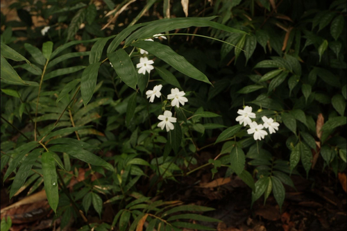 Impatiens platypetala