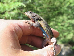Sceloporus anahuacus
