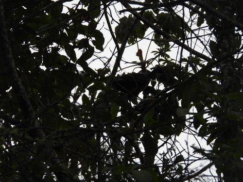 Sickle-winged Guan