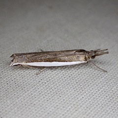 Crambus quinquareatus