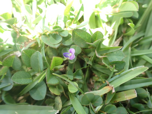 Grona triflora, 2026-05-10