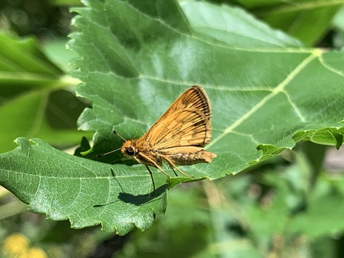 Taractrocera Butler