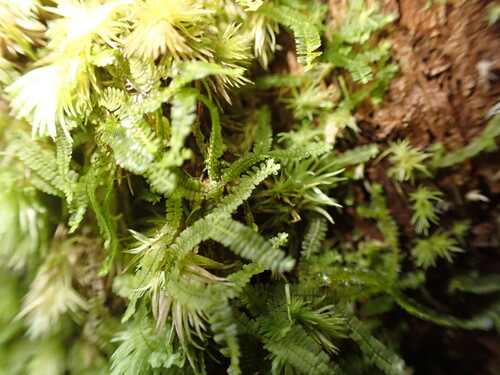 Bazzania brighamii observed 2026-05-10