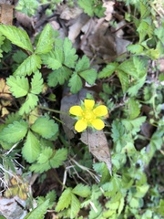 Waldsteinia fragarioides