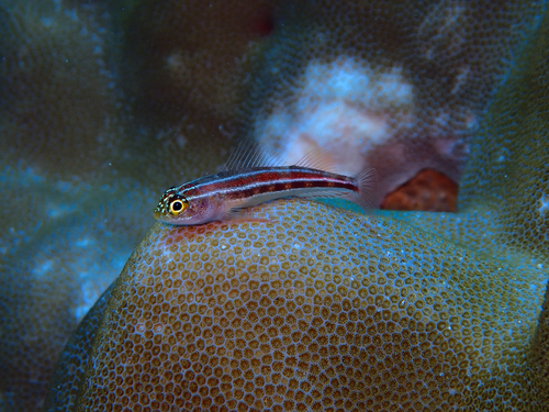 Helcogramma striata