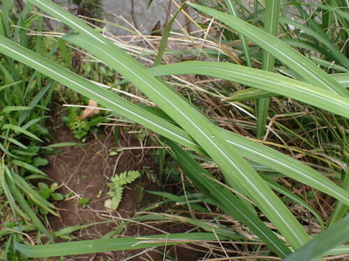 Themeda villosa observed 2026-05-10