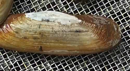 iNaturalist observation photo of California Jackknife Clam