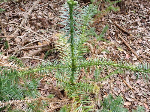 Cunninghamia lanceolata observed 2026-05-10