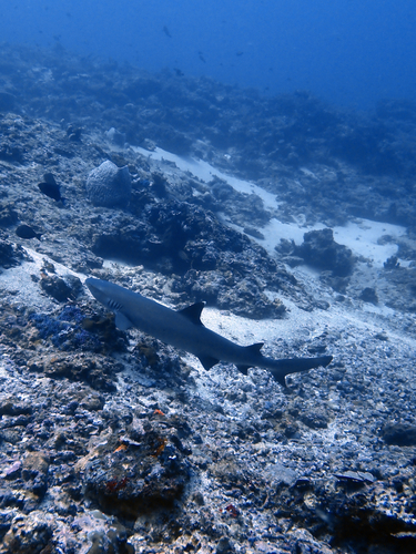 Triaenodon obesus