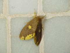 Euproctis quadrangularis