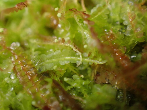 Odontoschisma denudatum observed 2026-05-10