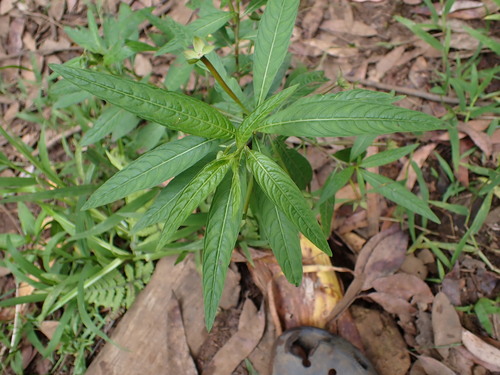 Ludwigia octovalvis observed 2026-05-10