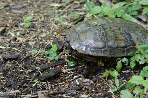 Trachemys scripta