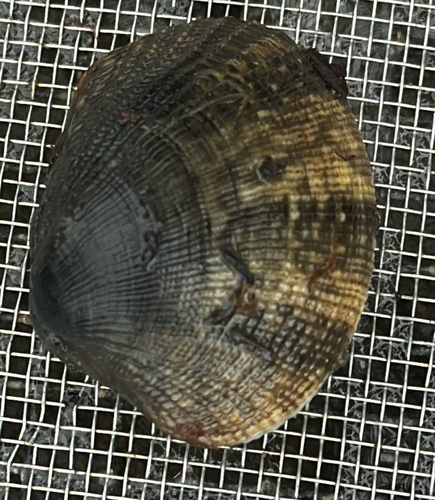 iNaturalist observation photo of Japanese Littleneck