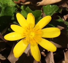 Ficaria verna