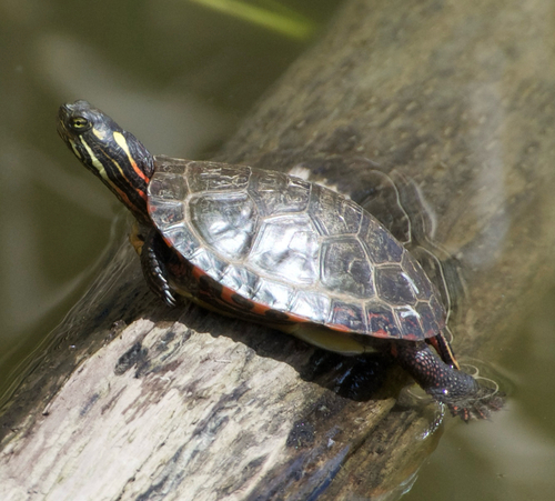 Chrysemys picta marginata
